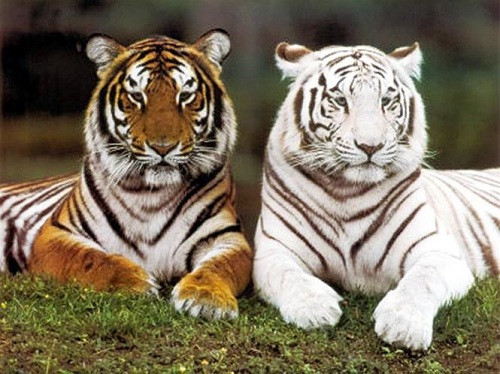 Nằm mơ thấy hổ màu trắng